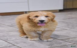 Goldendoodle dogs for sale: Sophie - Image 10