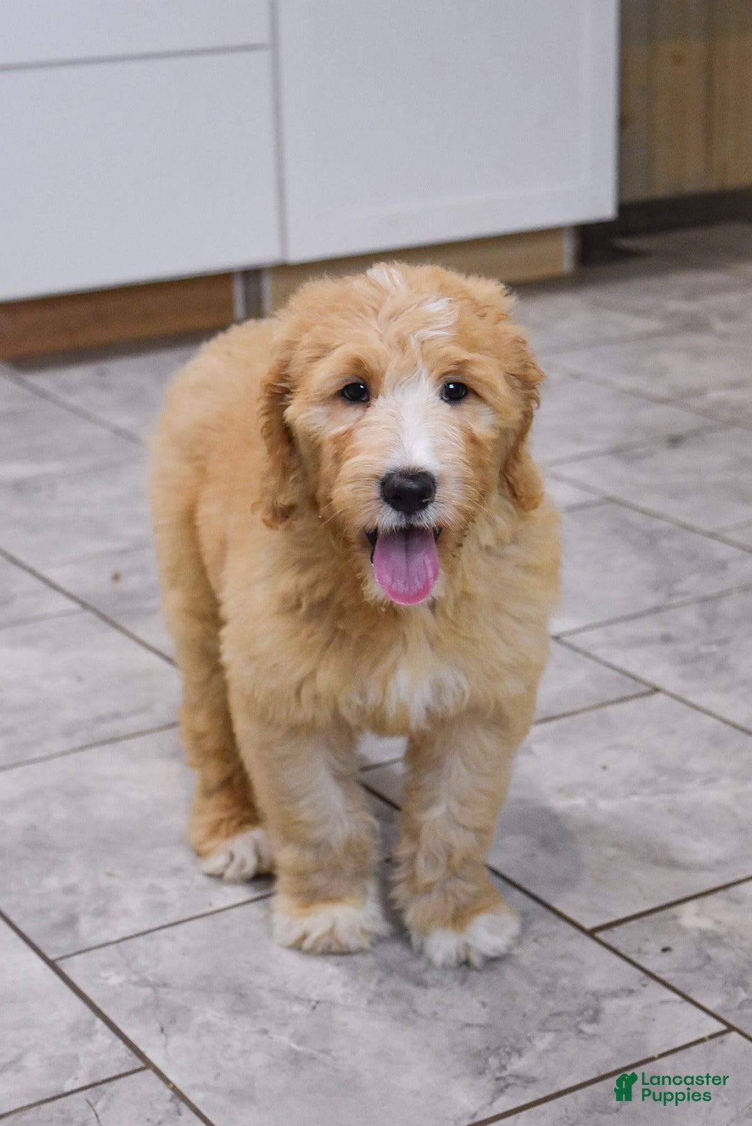 Goldendoodle dogs for sale: Sophie - Image 10