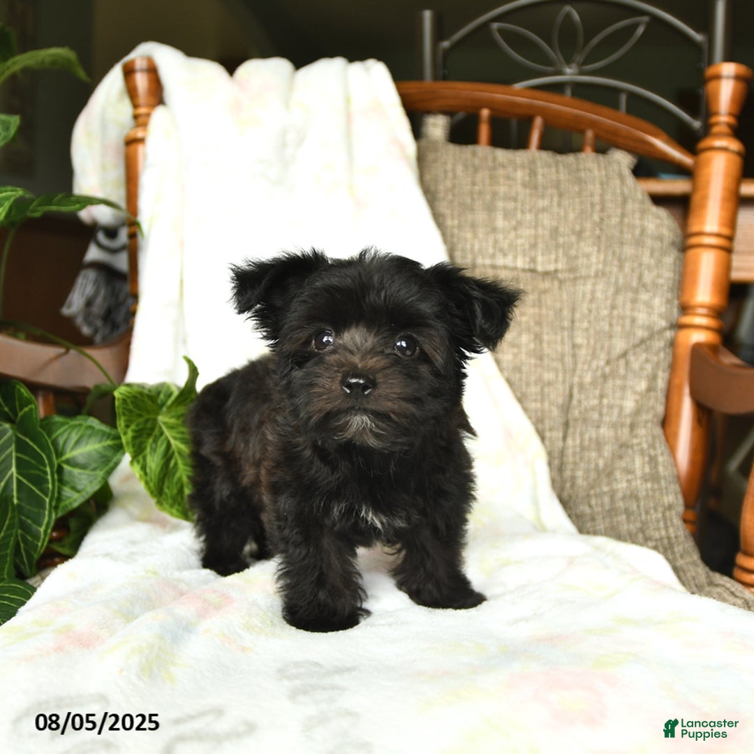 Havanese dogs for sale: Popcorn - Image 4