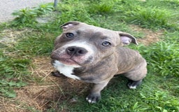 American Pit Bull Terrier dogs for sale: Cici - Image 2