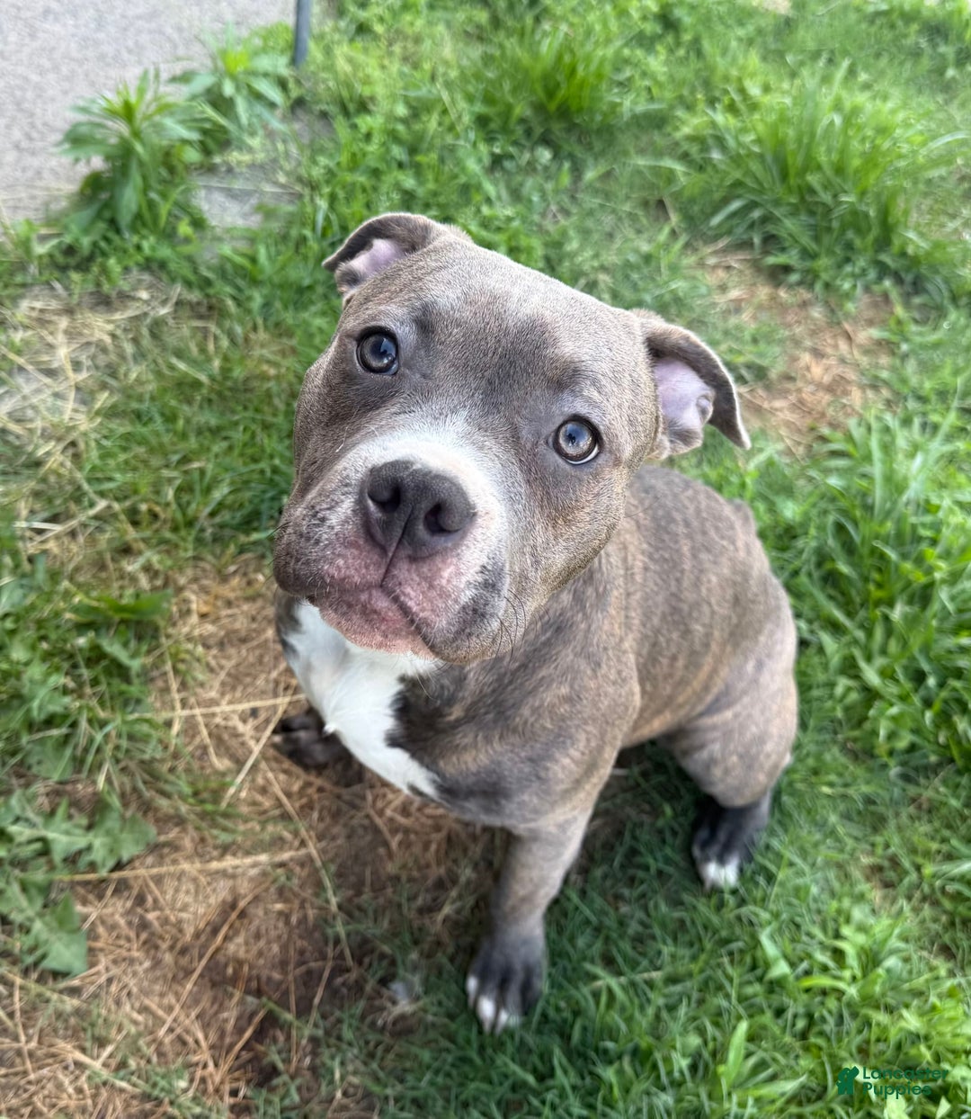 American Pit Bull Terrier dogs for sale: Cici - Image 2