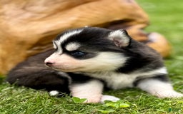 Pomsky dogs for sale: Iris - Image 4