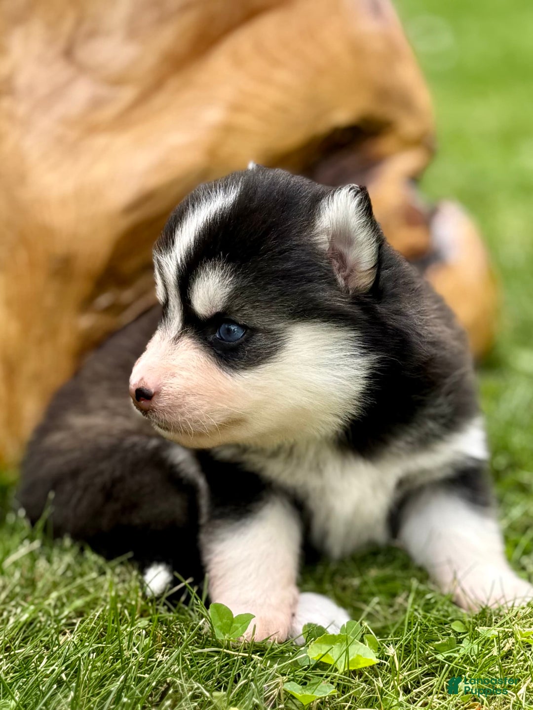 Pomsky dogs for sale: Iris - Image 4