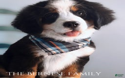 Bernese Mountain Dog dogs for sale: Male - Image 9