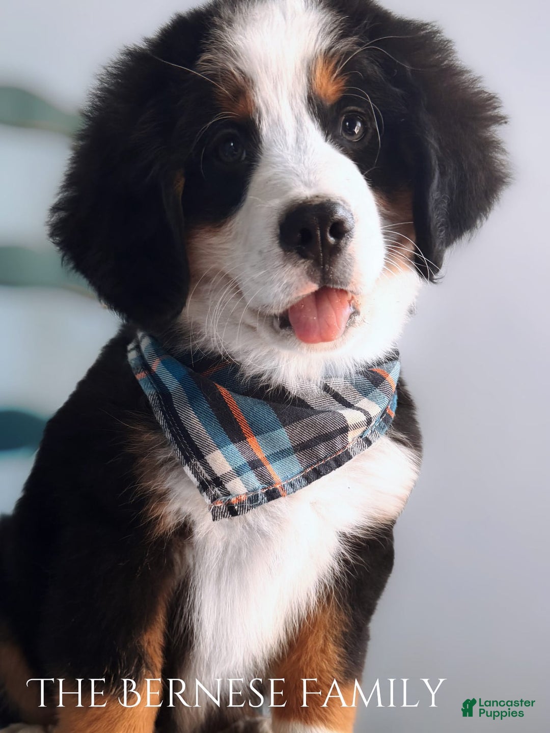 Bernese Mountain Dog dogs for sale: Male - Image 9