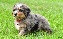 Mini Bernedoodle dogs for sale: Jerry - Image 4