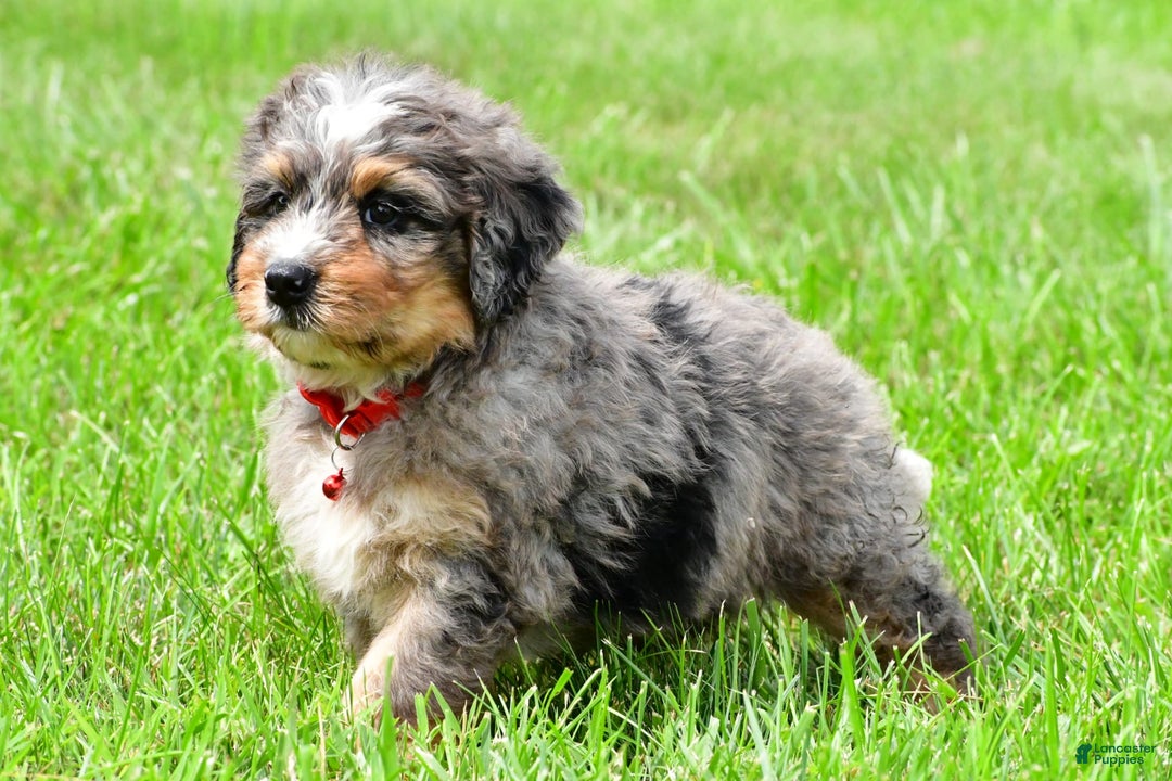 Mini Bernedoodle dogs for sale: Jerry - Image 4