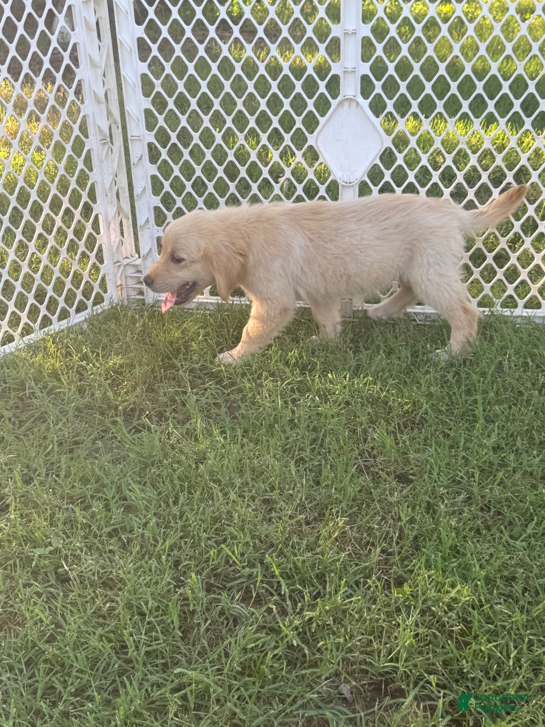 Golden Retriever dogs for sale: Ladies babies - Image 1