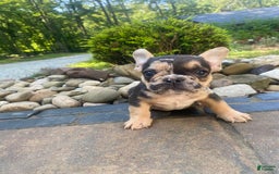 French Bulldog dogs for sale: Rocky - Image 4