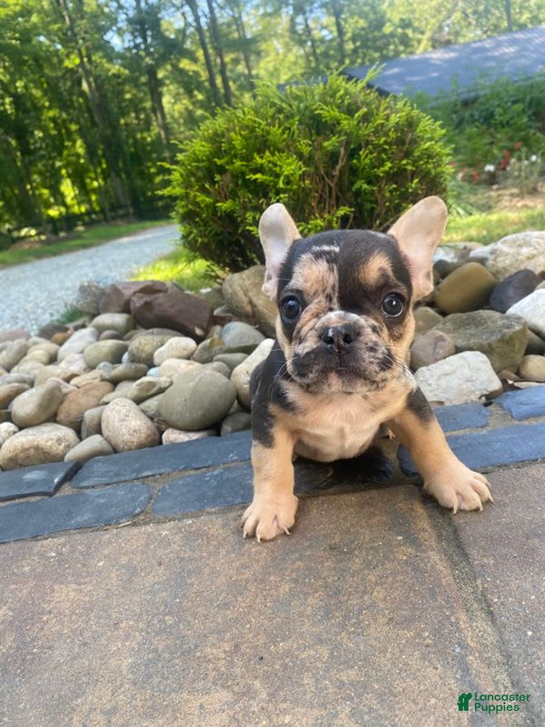 French Bulldog dogs for sale: Rocky - Image 4