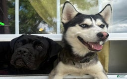 Cane Corso dogs for sale: Cane Corso 2 puppies - Image 2