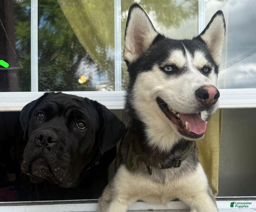 Cane Corso dogs for sale: Cane Corso 2 puppies - Image 2