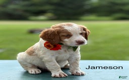 Brittany Spaniel dogs for sale: Jameson - Image 3