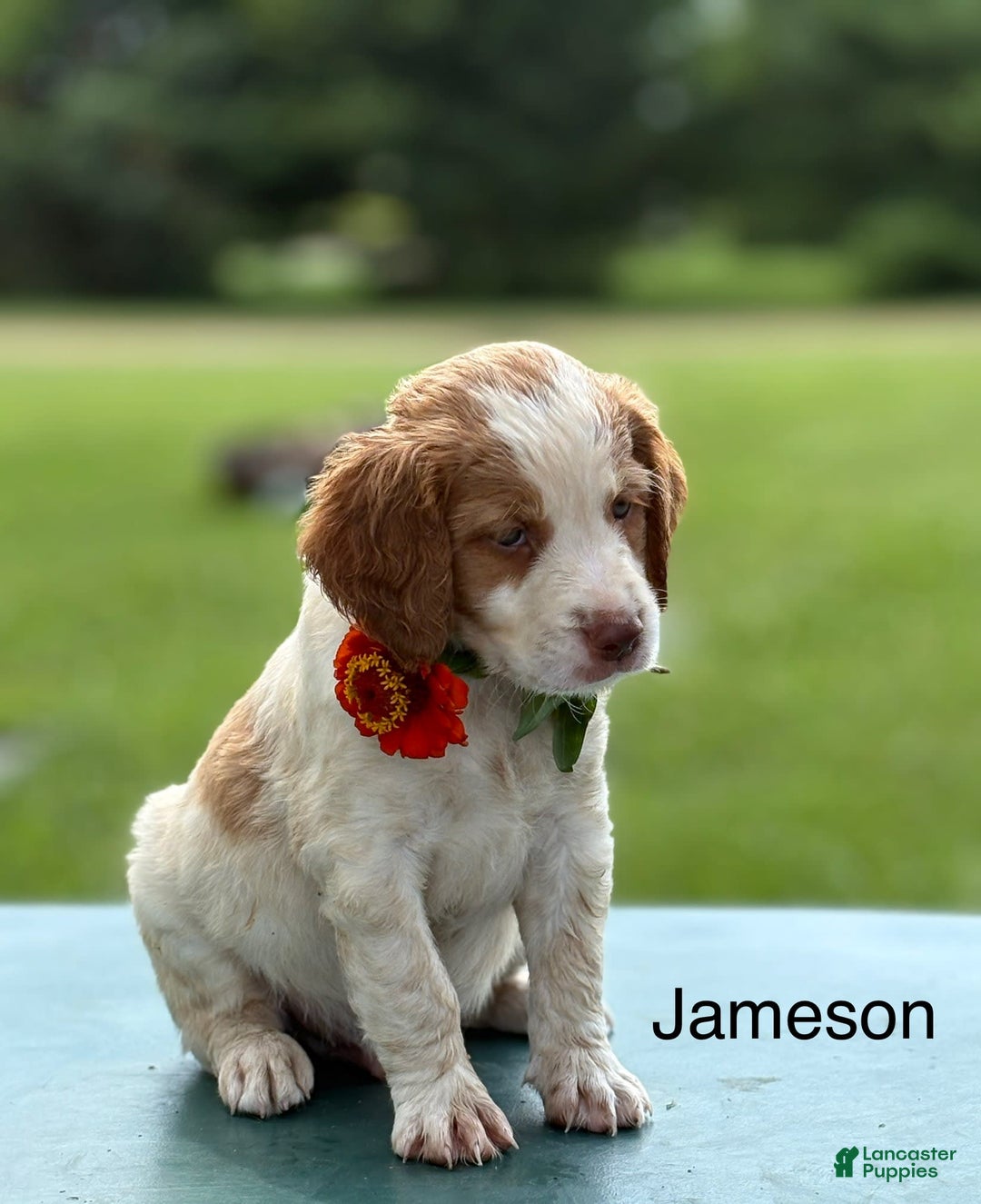 Brittany Spaniel dogs for sale: Jameson - Image 3