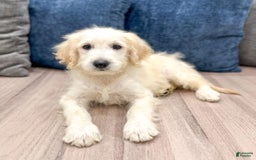 Mini Goldendoodle dogs for sale: Baxter - Image 1