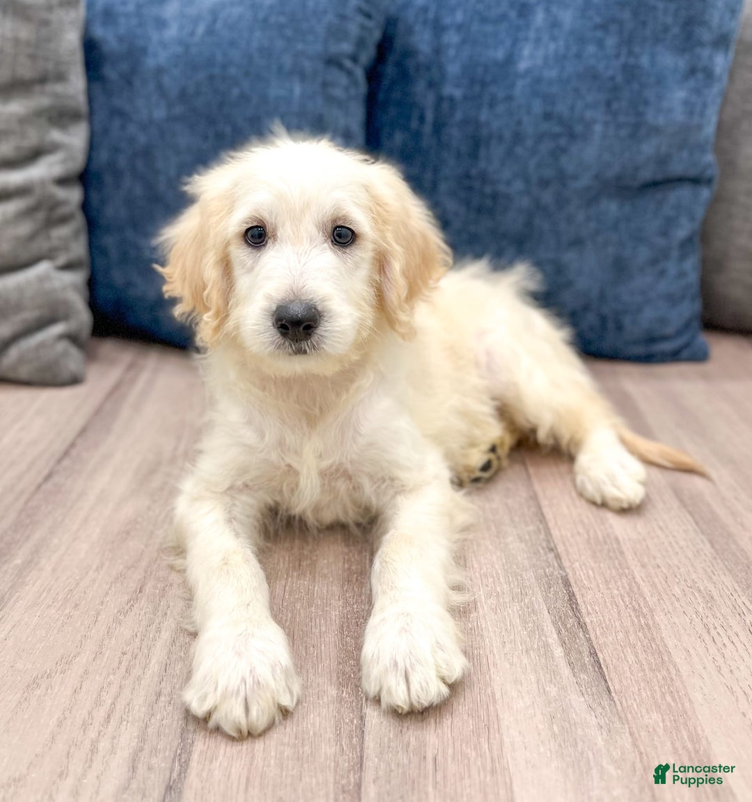 Mini Goldendoodle dogs for sale: Baxter - Image 1