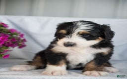 Bernedoodle dogs for sale: Jerry - Image 10