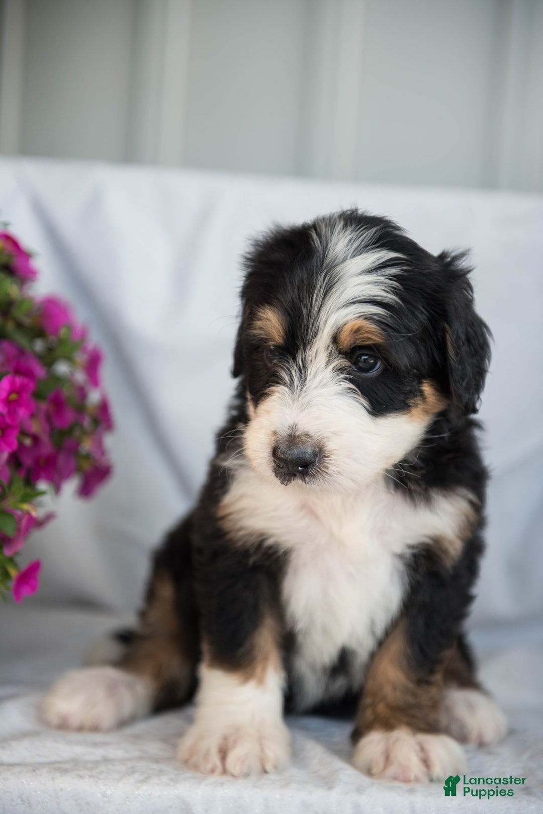 Bernedoodle dogs for sale: Jerry - Image 10
