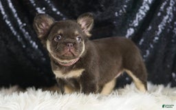 French Bulldog dogs for sale: Vegas - Image 5