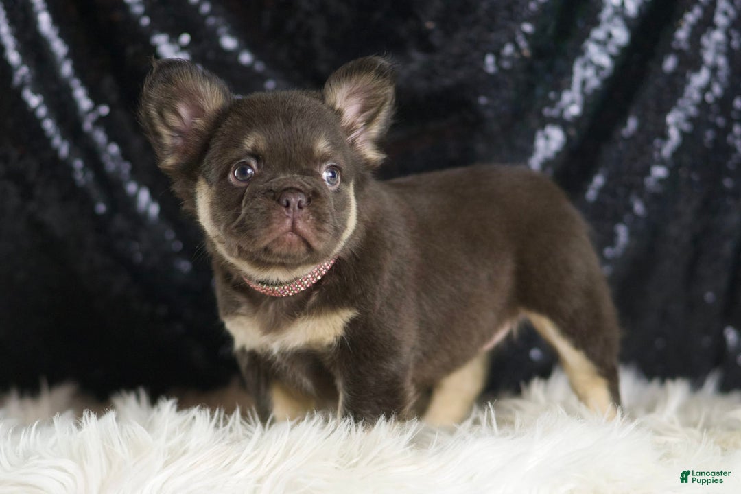 French Bulldog dogs for sale: Vegas - Image 5