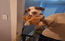 American Staffordshire Terrier dogs for sale: Sophie - Image 2