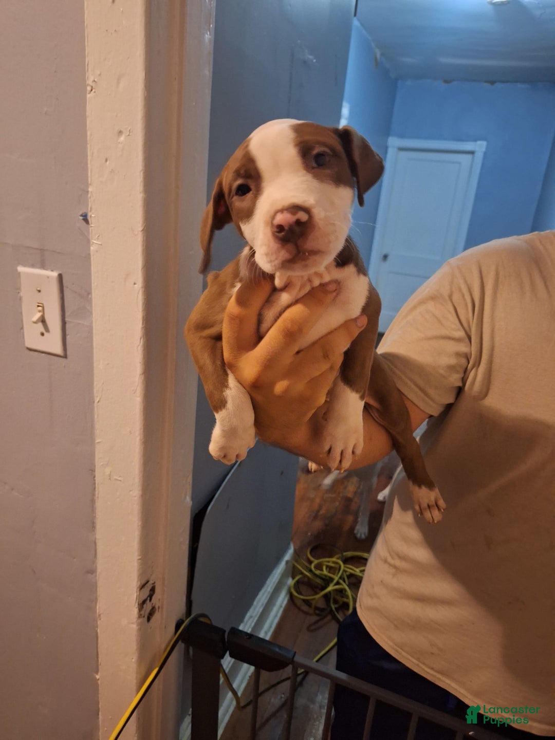 American Staffordshire Terrier dogs for sale: Sophie - Image 2