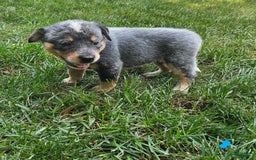 Australian Cattle Dog dogs for sale: Rusty - Image 1