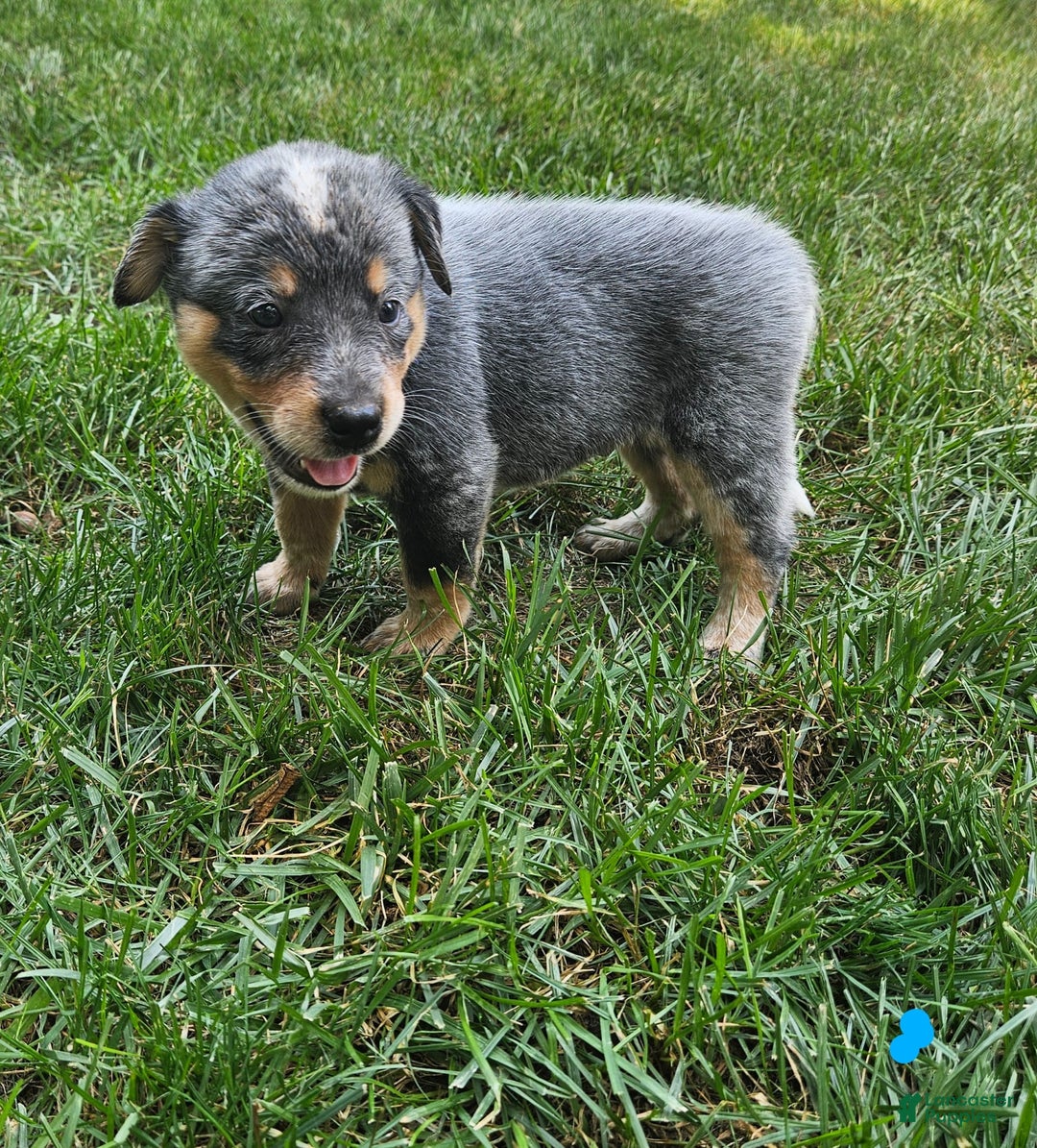 Australian Cattle Dog dogs for sale: Rusty - Image 1