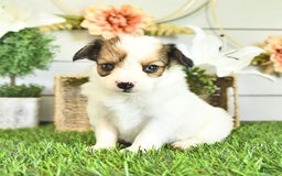 Papillon dogs for sale: Brett - Image 3