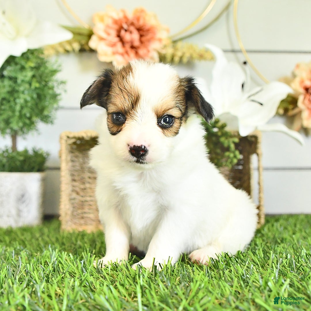 Papillon dogs for sale: Brett - Image 3