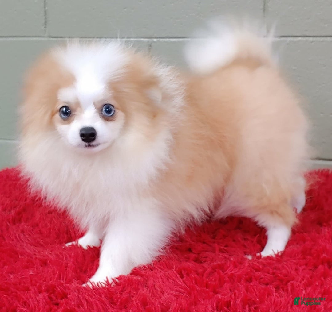 Pomeranian dogs for sale: Simon - Image 11