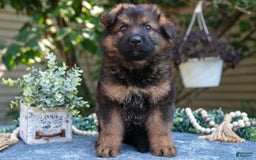 German Shepherd dogs for sale: Gibson - Image 2