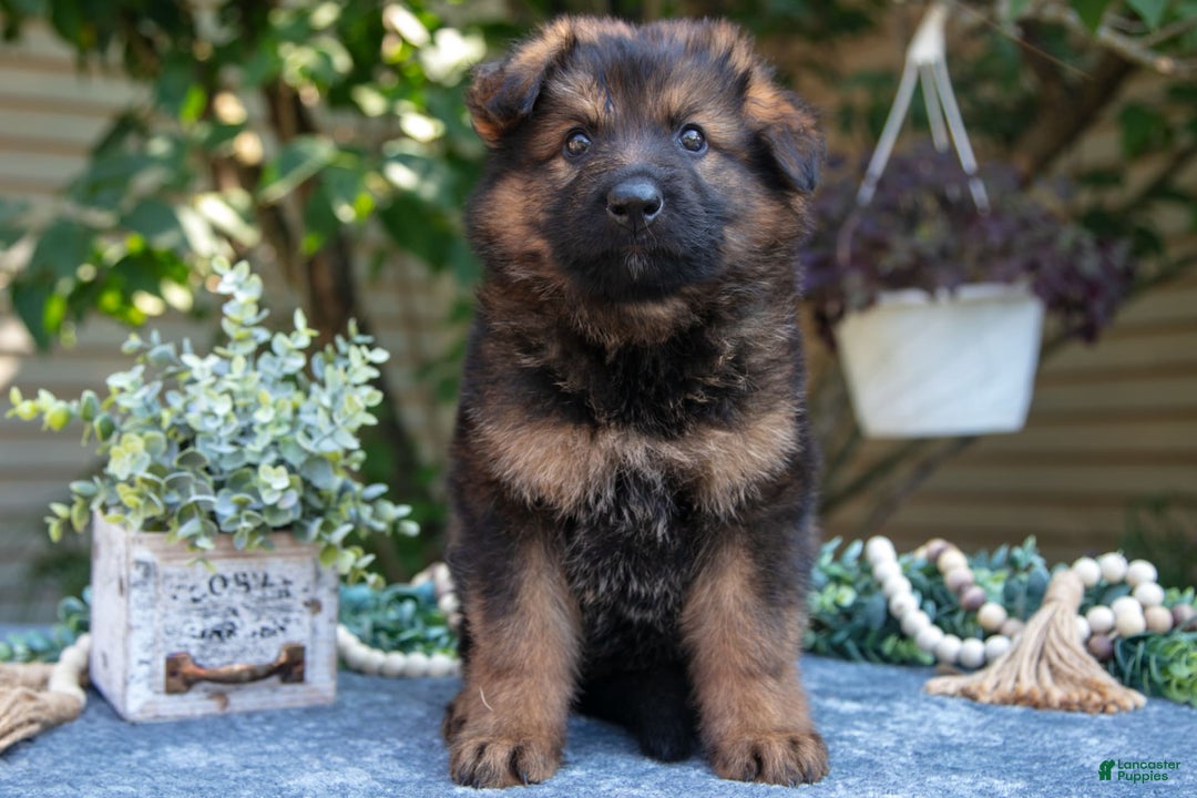 German Shepherd dogs for sale: Gibson - Image 2