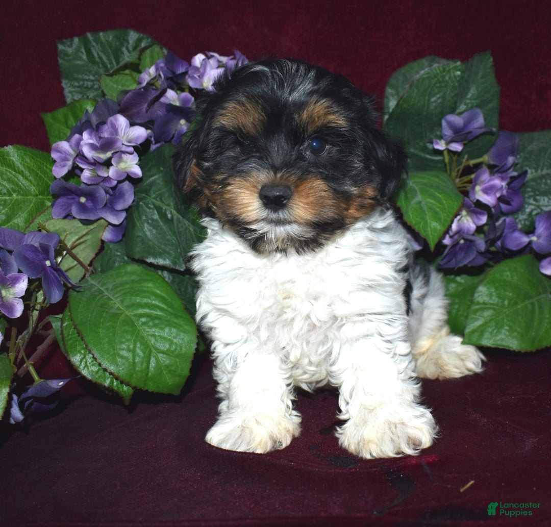 Yorkshire Terrier dogs for sale: Tiger - Image 2