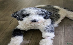  dogs for sale: Rolly - Image 2
