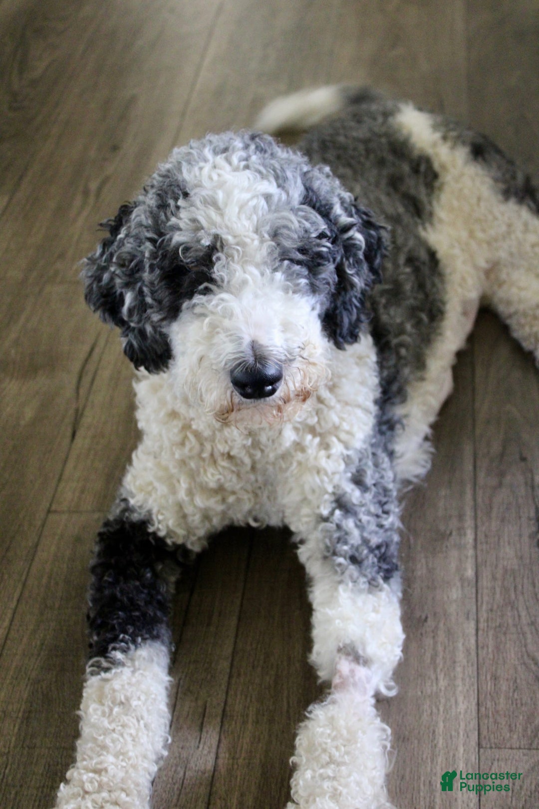  dogs for sale: Rolly - Image 2