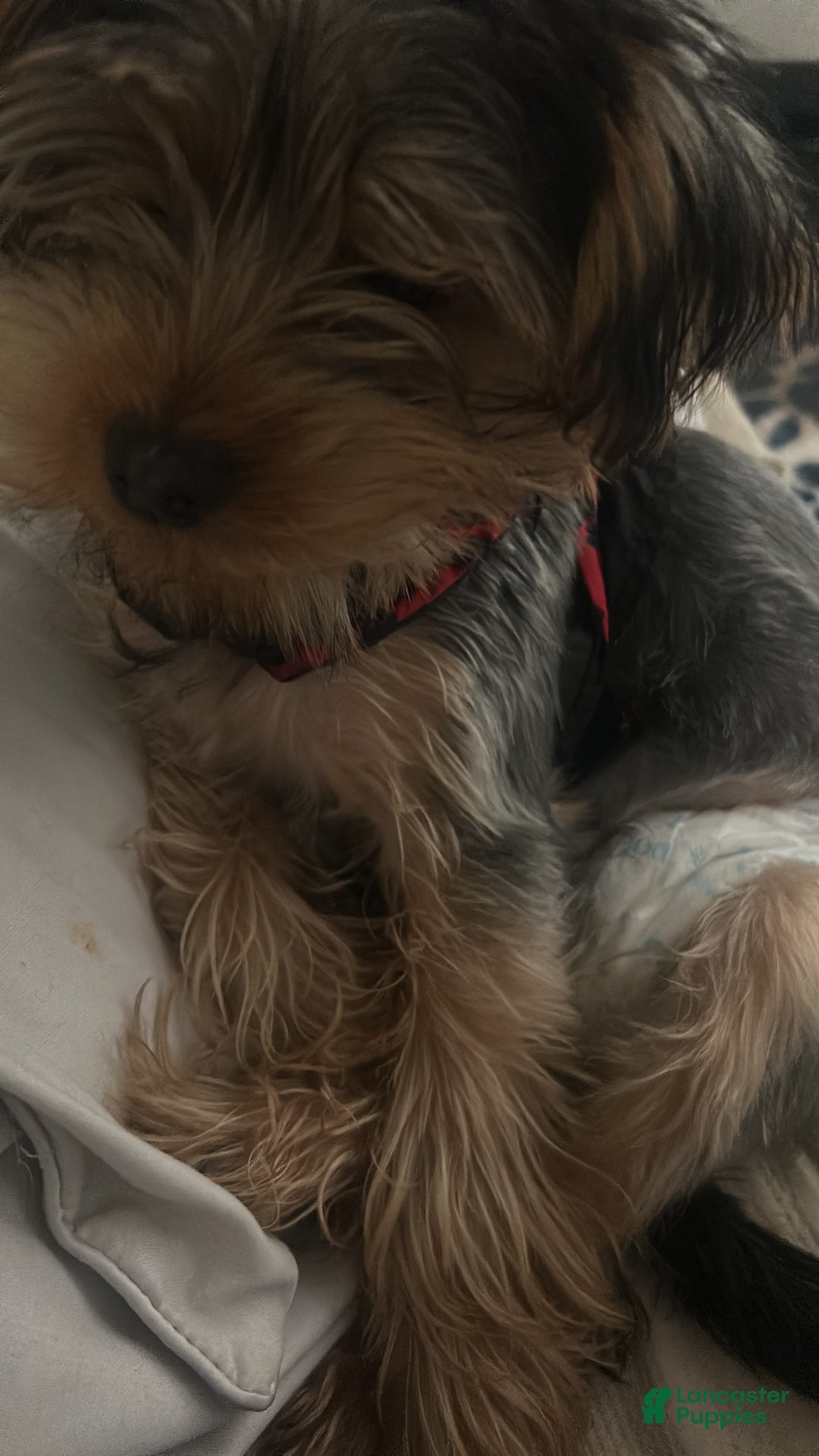 Yorkshire Terrier dogs for sale: Harley - Image 1