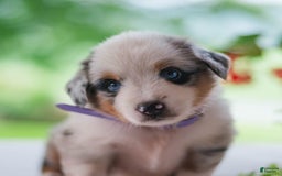 Miniature Australian Shepherd dogs for sale: Tootsie - Image 1