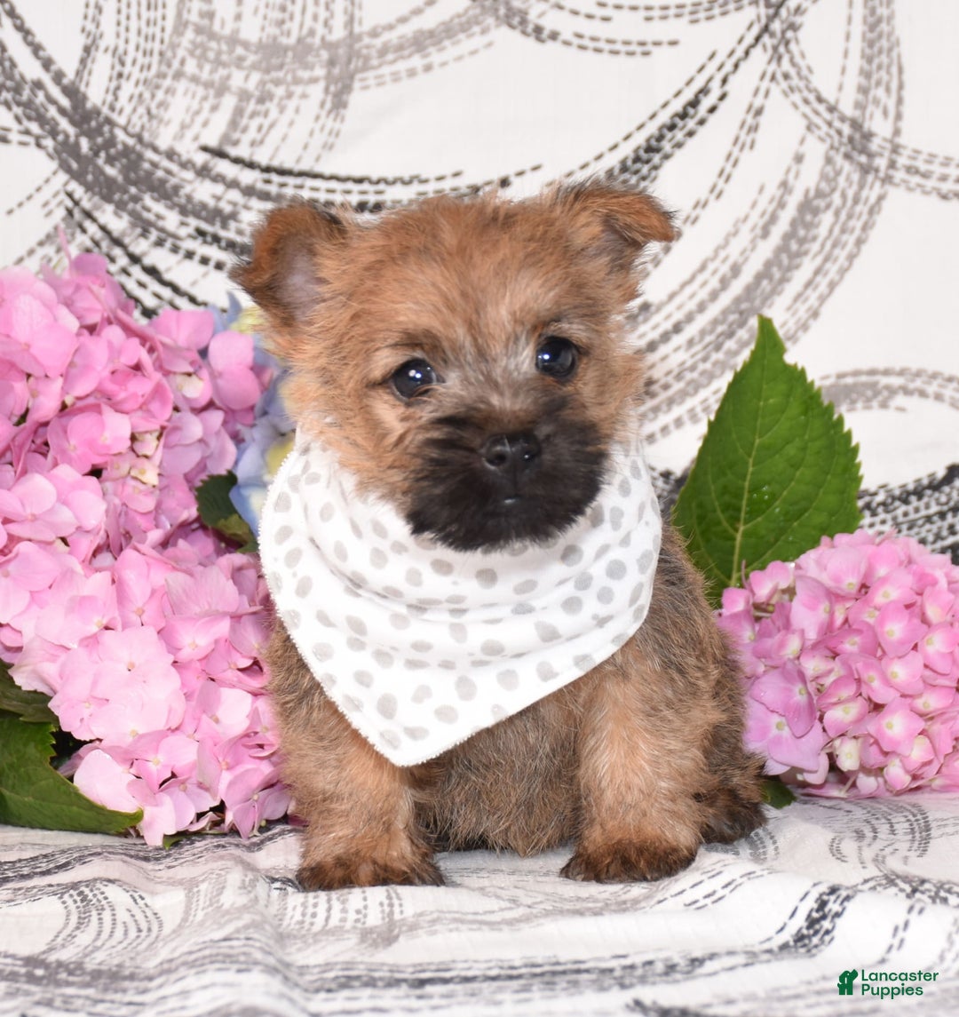 Cairn Terrier dogs for sale: Peanut - Image 2