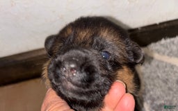 German Shepherd dogs for sale: 2nd Boy - Image 13