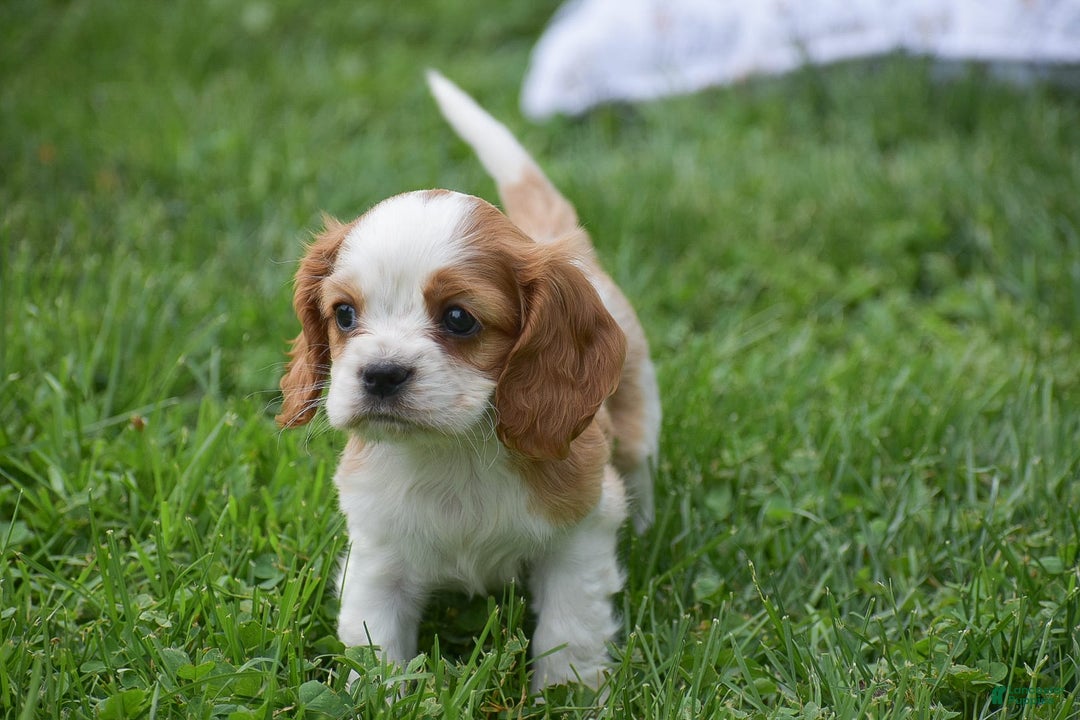 Cockalier dogs for sale: Rosa - Image 11