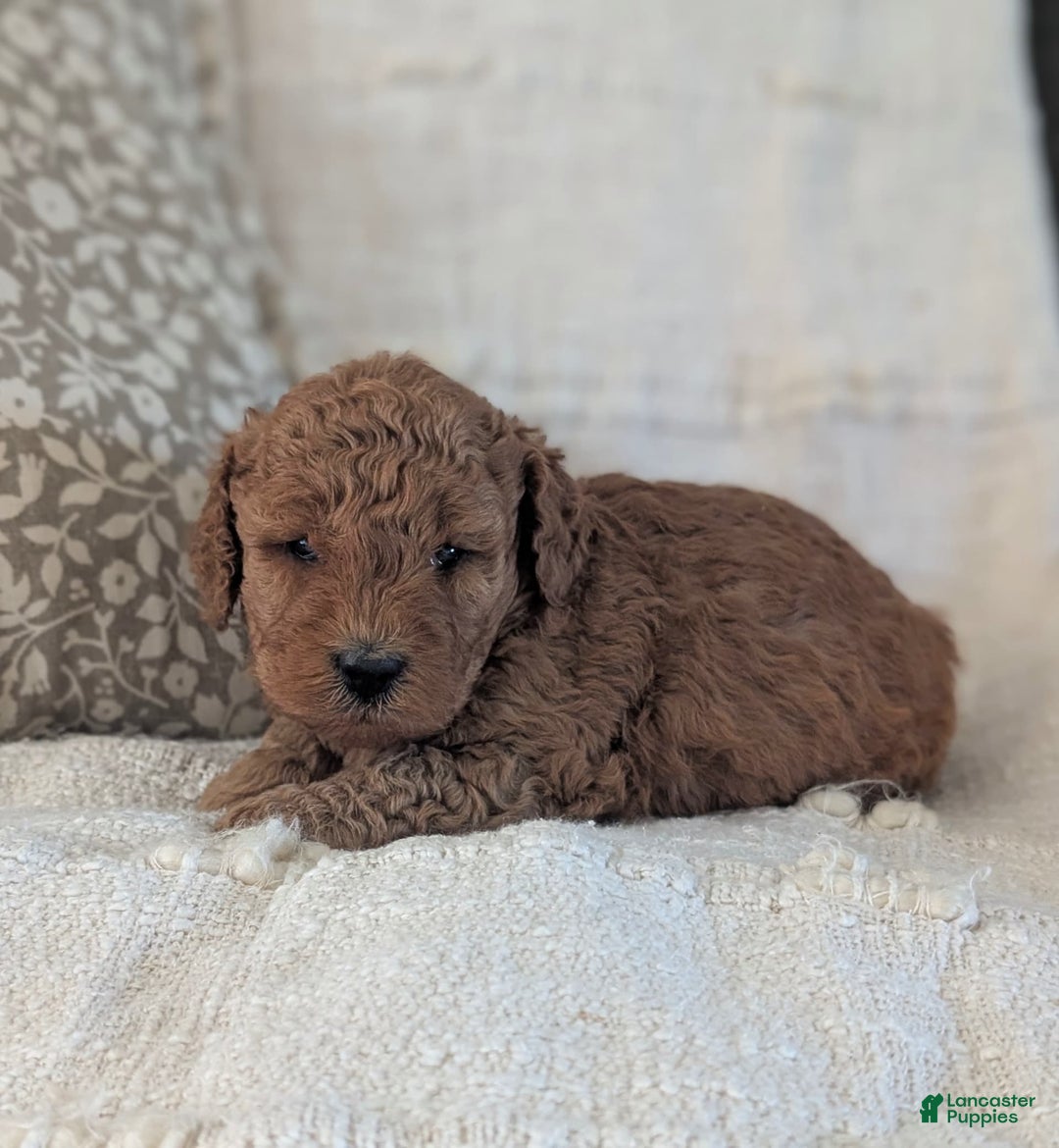 Mini Goldendoodle dogs for sale: F1b Leo - Image 3