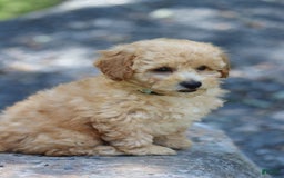 Miniature Poodle dogs for sale: Tucker - Image 4