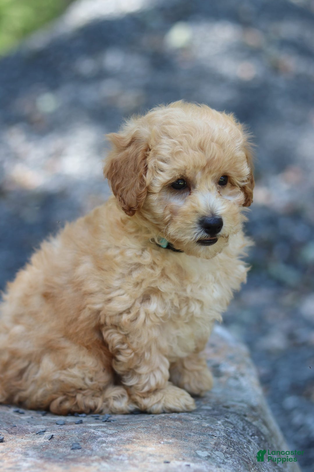 Miniature Poodle dogs for sale: Tucker - Image 4
