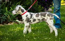 Great Dane dogs for sale: Electra - Image 18