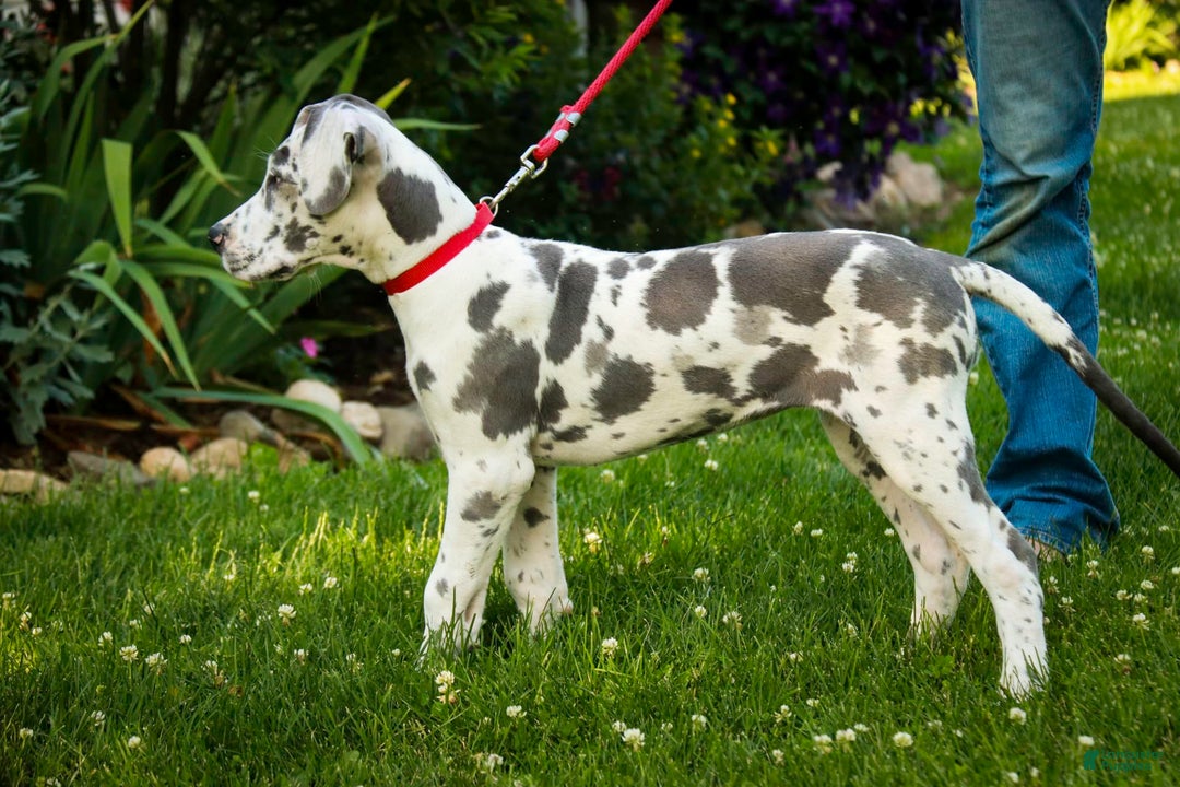Great Dane dogs for sale: Electra - Image 18