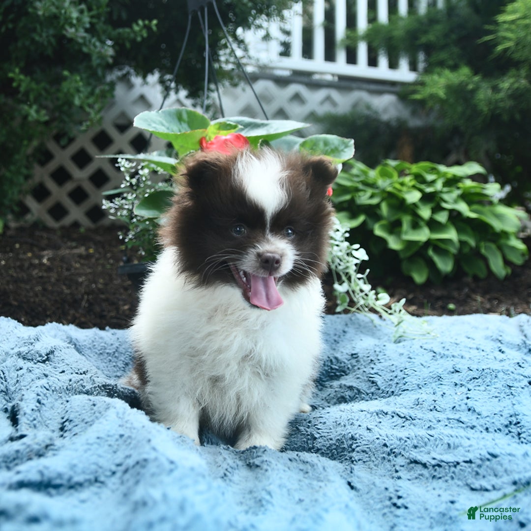 Pomeranian dogs for sale: Denmark - Image 5