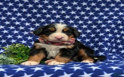 Bernese Mountain Dog dogs for sale: Fletcher - Image 5