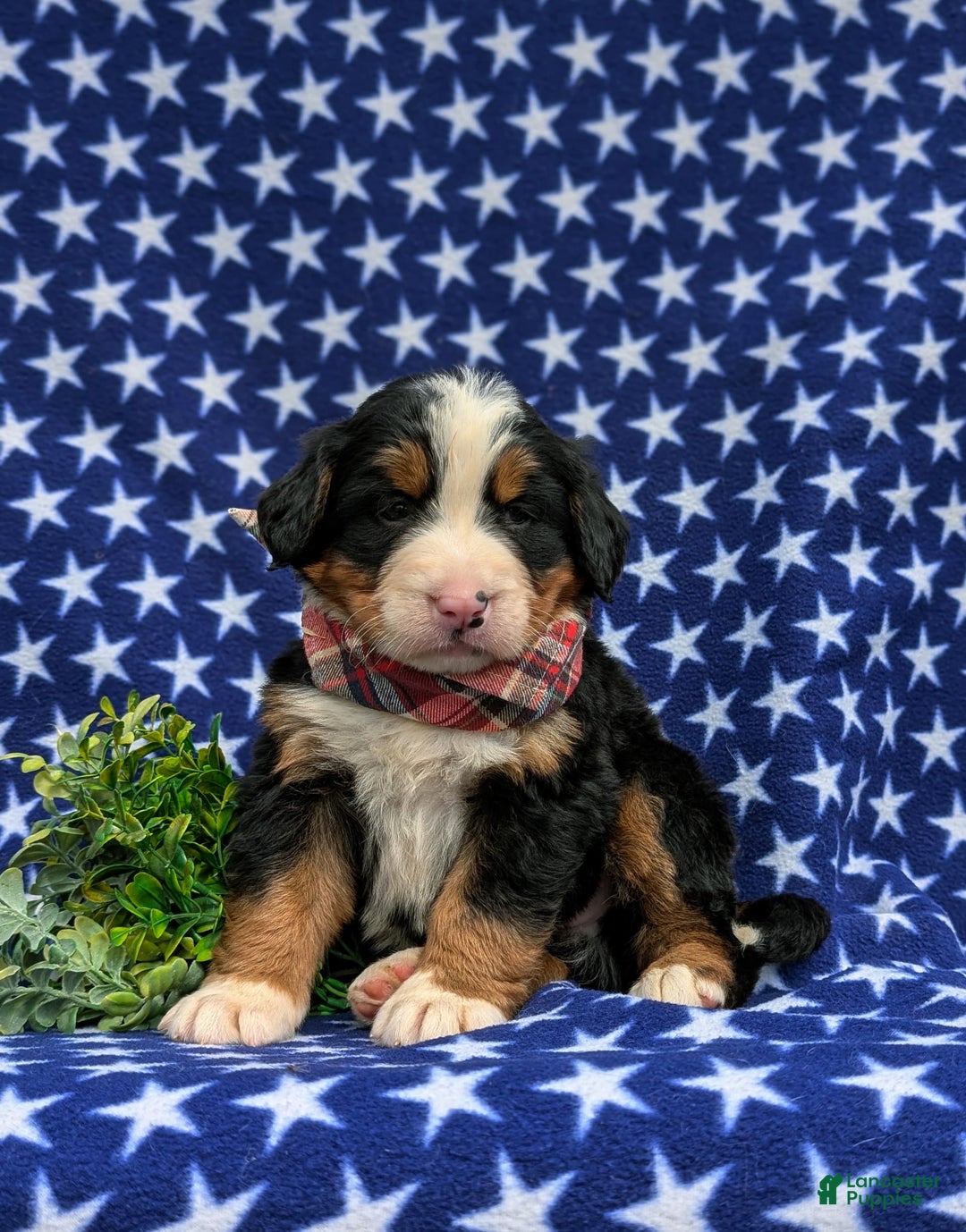 Bernese Mountain Dog dogs for sale: Fletcher - Image 5