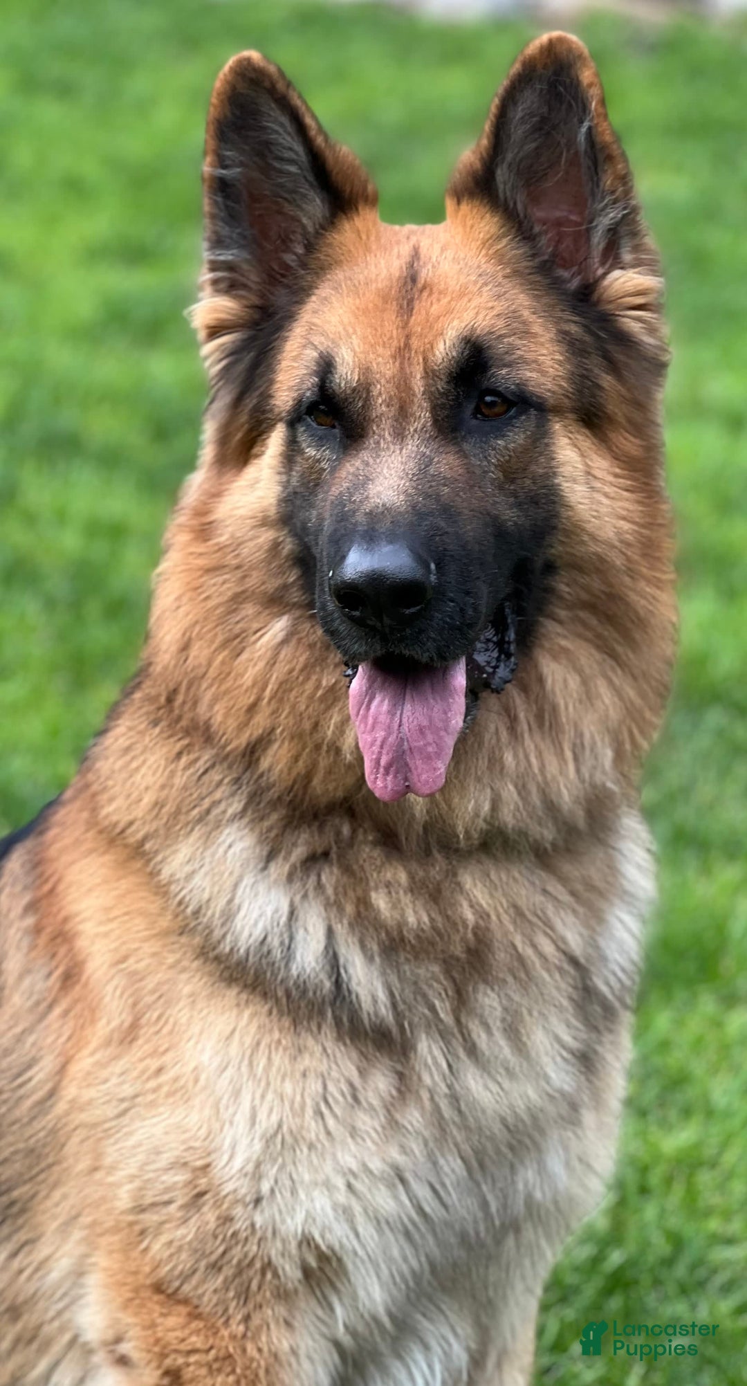 German Shepherd dogs for sale: Boy - Image 27